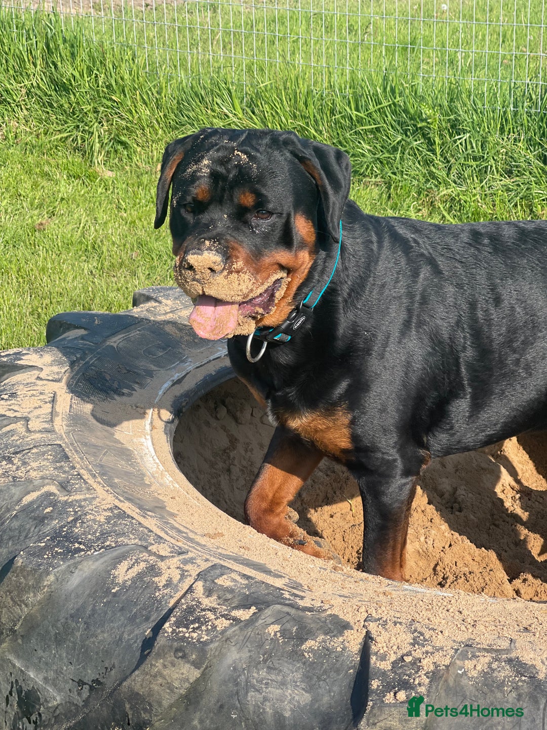 Rottweiler dogs for sale: 3 Year old Rottweiler for sale  - Image 3
