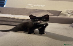 British Shorthair cats for sale: Black and white kitten  - Image 1
