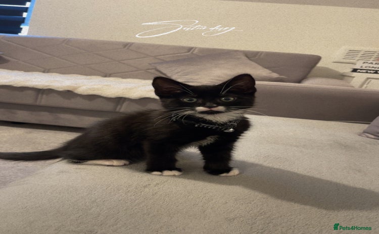 British Shorthair cats - Advert 1