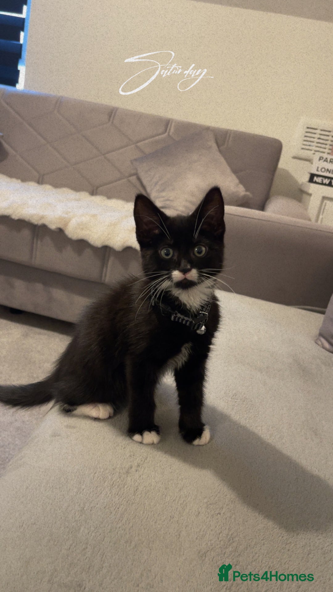 British Shorthair cats for sale: Black and white kitten  - Image 1