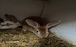 Rex rabbits for sale: Stunning Mini Rex girls - Image 3