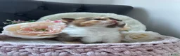 British Shorthair cats for sale: Champion Bloodline British Shorthair kittens  - Advert 9