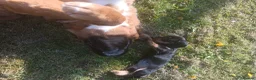 Mixed Breed dogs for sale: Saint Bernard Neapolitan x Boerboel Neapolitan  - Advert 4