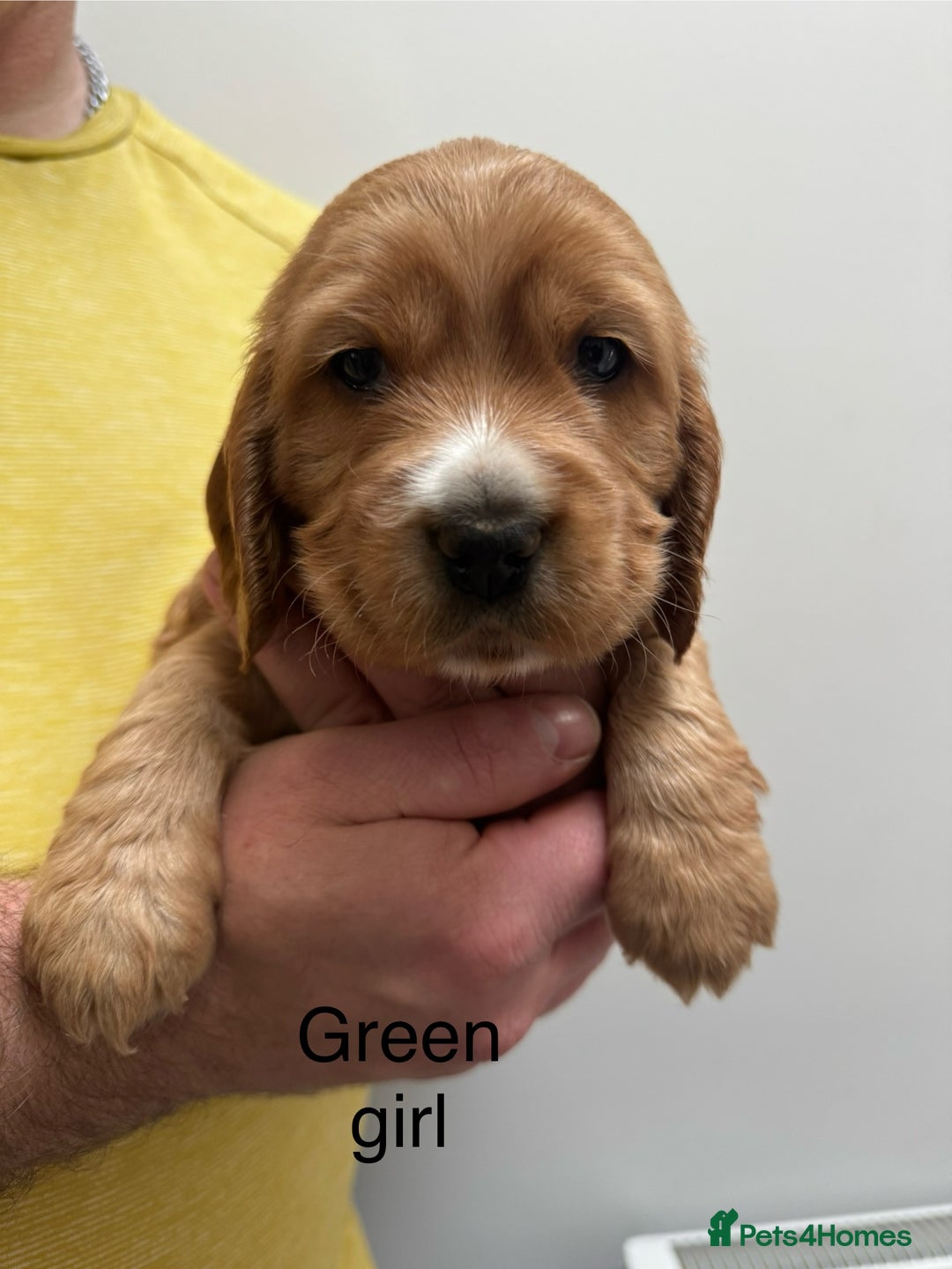 Cocker Spaniel dogs for sale: Show type cocker spaniels - Advert 7