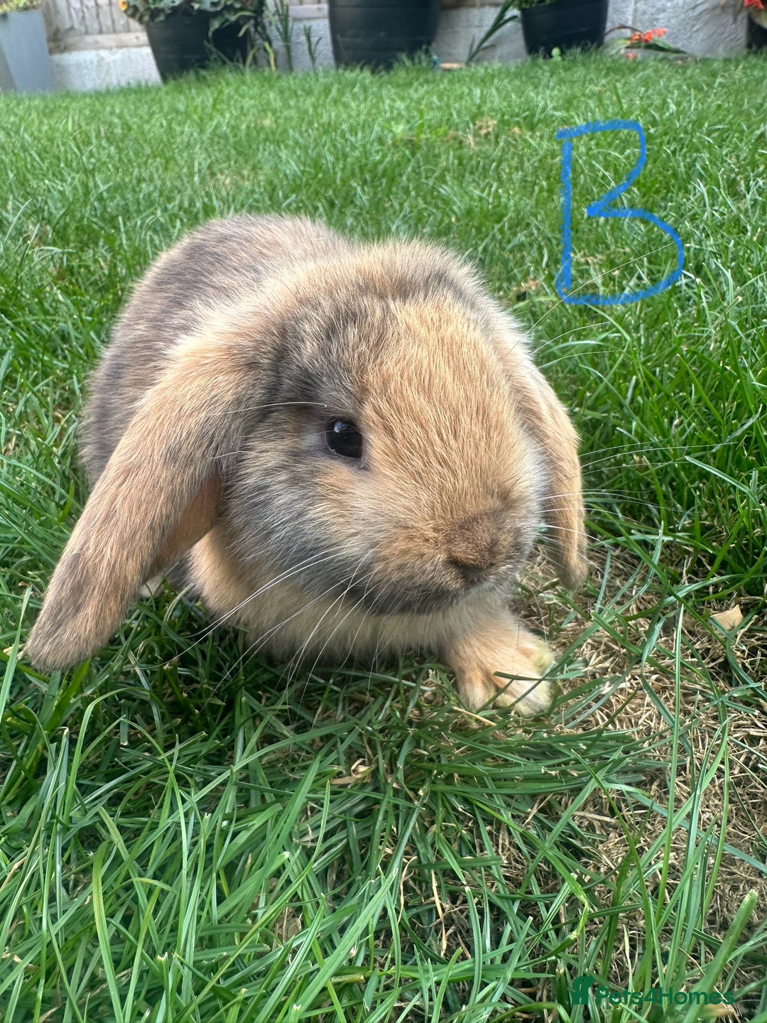 Mini Lop rabbits for sale: Mini Lop Rabbits For Sale  - Image 11