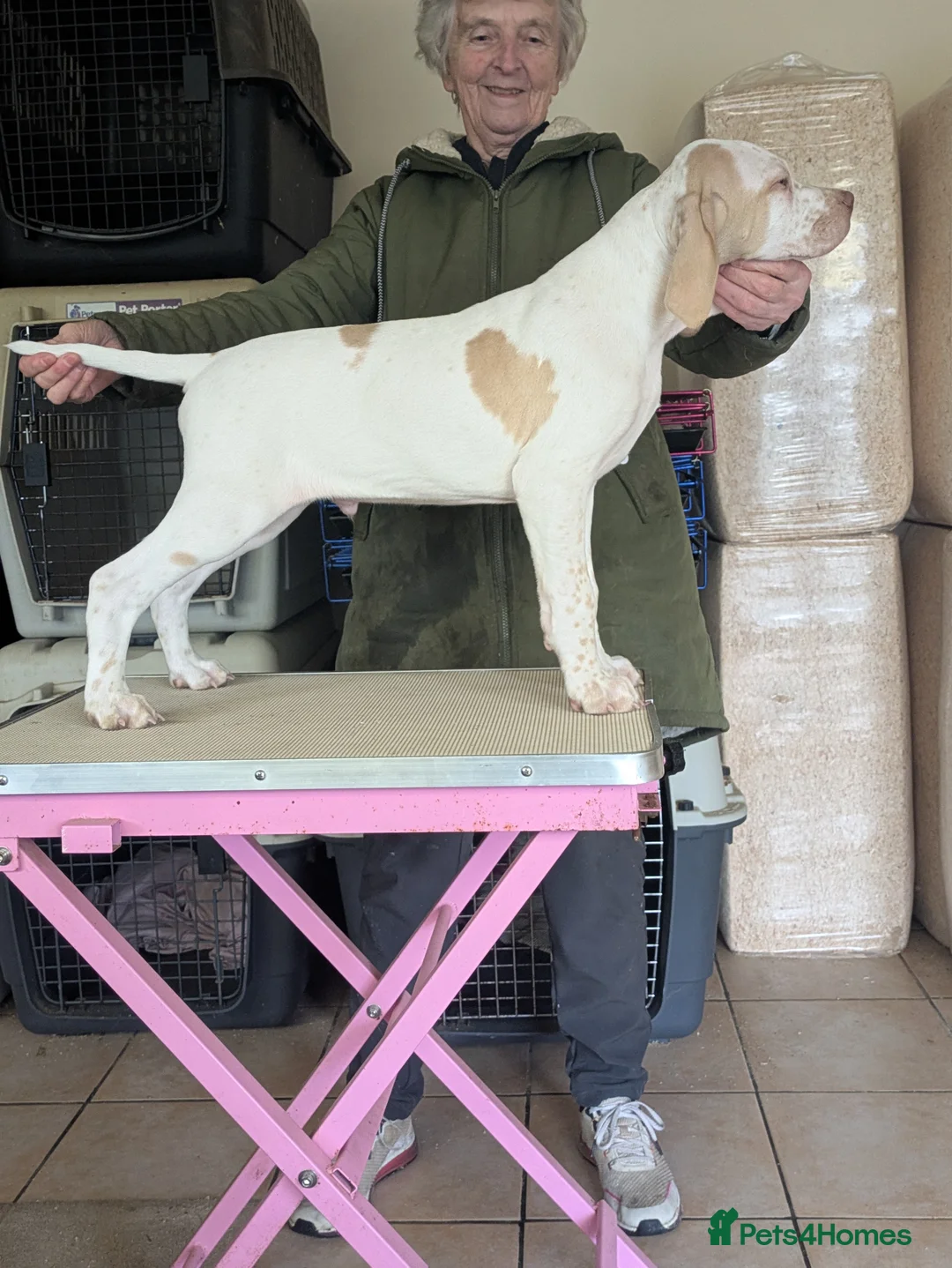 Pointer dogs for sale: Pointer - Advert 2