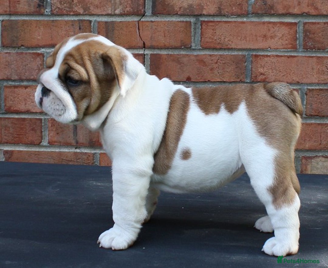 English Bulldog dogs for sale: English Bulldog Boy, 14 Weeks For Sale - Advert 3
