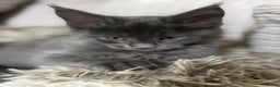 Maine Coon cats for sale: Adorable pure breed Maine coon Kittens’s for sale - Advert 21