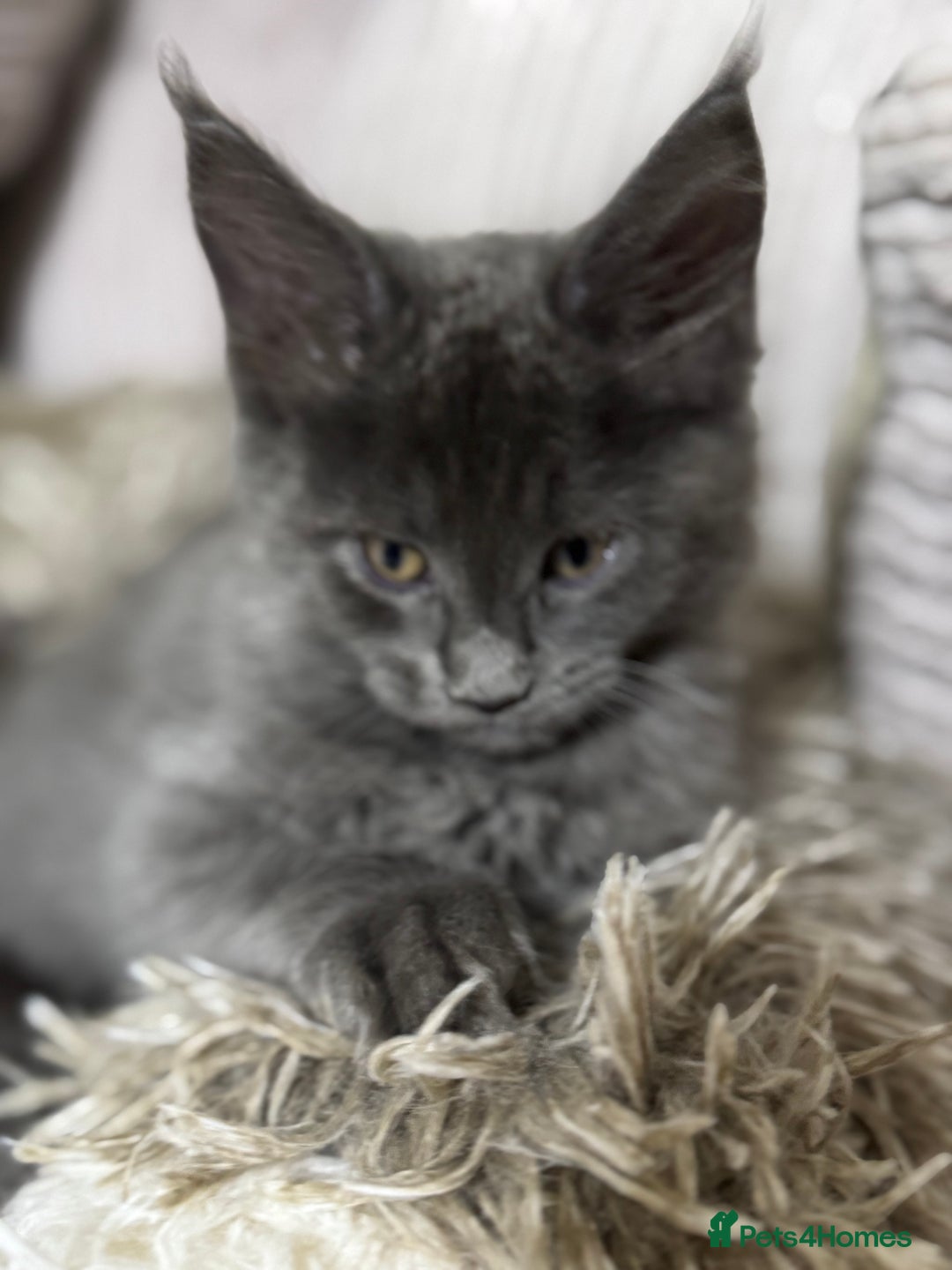 Maine Coon cats for sale: Adorable pure breed Maine coon Kittens’s for sale - Advert 21