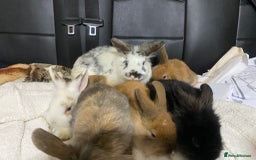 Mixed Breed rabbits for sale: Beautiful Bunnies Ready For New Homes - Advert 8