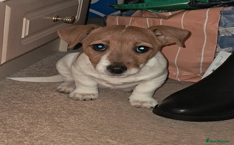 Jack Russell dogs Beautiful Jack russel puppys - Advert 16