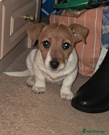 Jack Russell dogs Beautiful Jack russel puppys - Advert 16