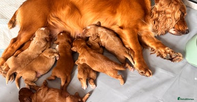 Cocker Spaniel dogs - Advert 6