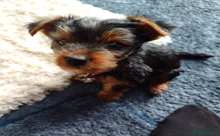 Yorkshire Terrier dogs - Advert 3