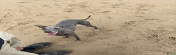 Whippet dogs for sale: KC Registered Blue Whippet Puppies in Doncaster - Advert 6