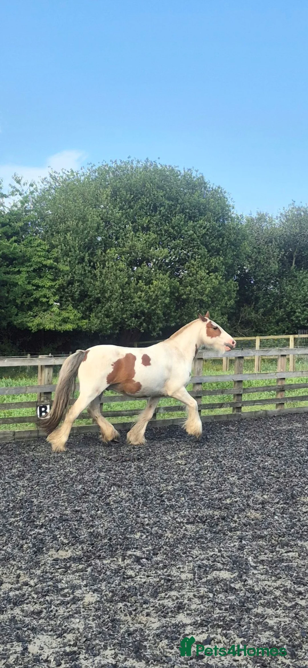 Irish Cob horses for sale: 13'3/ 14h Skewbalds 6 yr gelding for sale in York - Advert 2