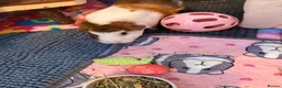 Guinea Pig rodents for sale: 2 female guinea pigs & whole set up  in Sutton-in-Ashfield - Advert 10