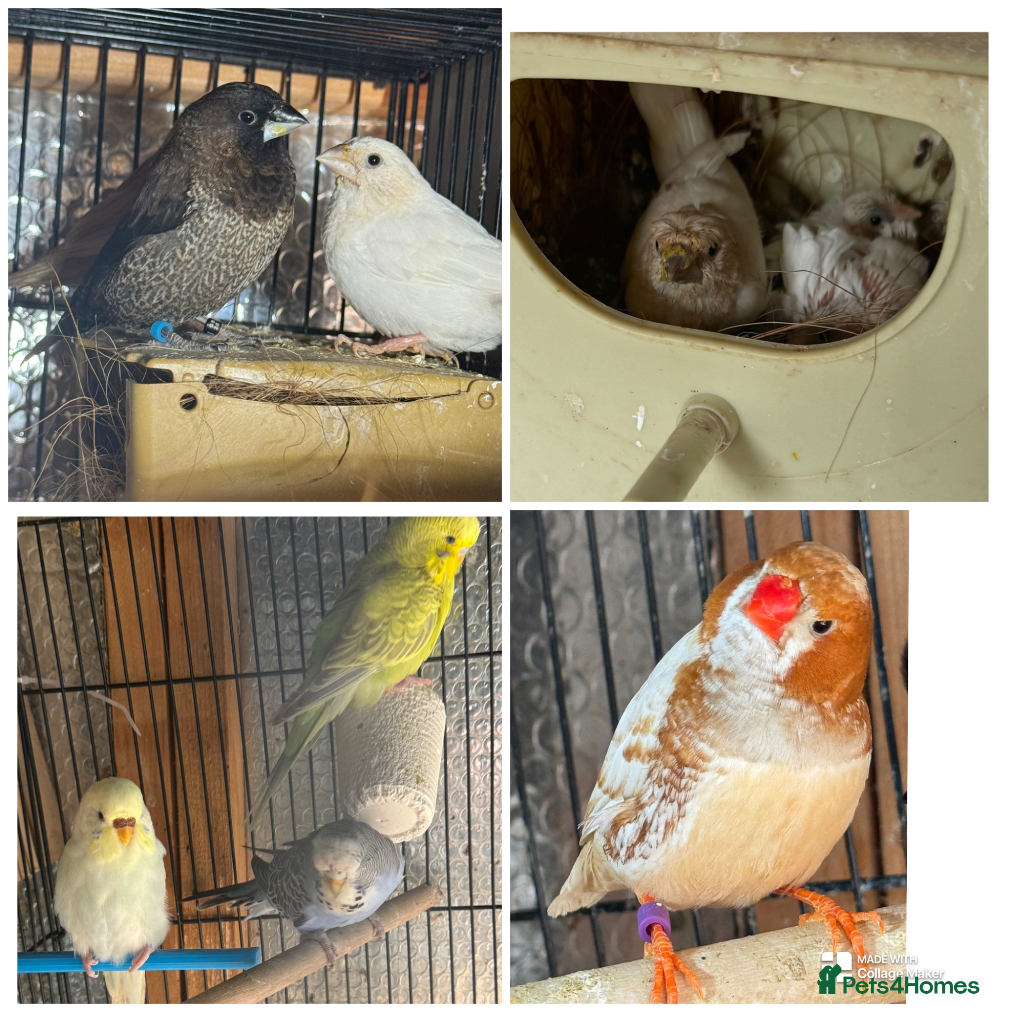 Mixed Breed birds Zebra Finches  - Advert 8