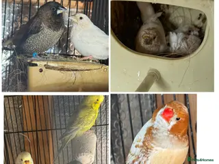 Mixed Breed birds Zebra Finches - Advert 8