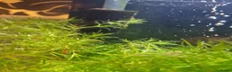 Shrimps fish for sale: Red cherry shrimps in Bradford - Advert 2