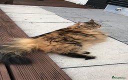Maine Coon cats for sale: 11 year old Maine coon girl for rehome - Image 22