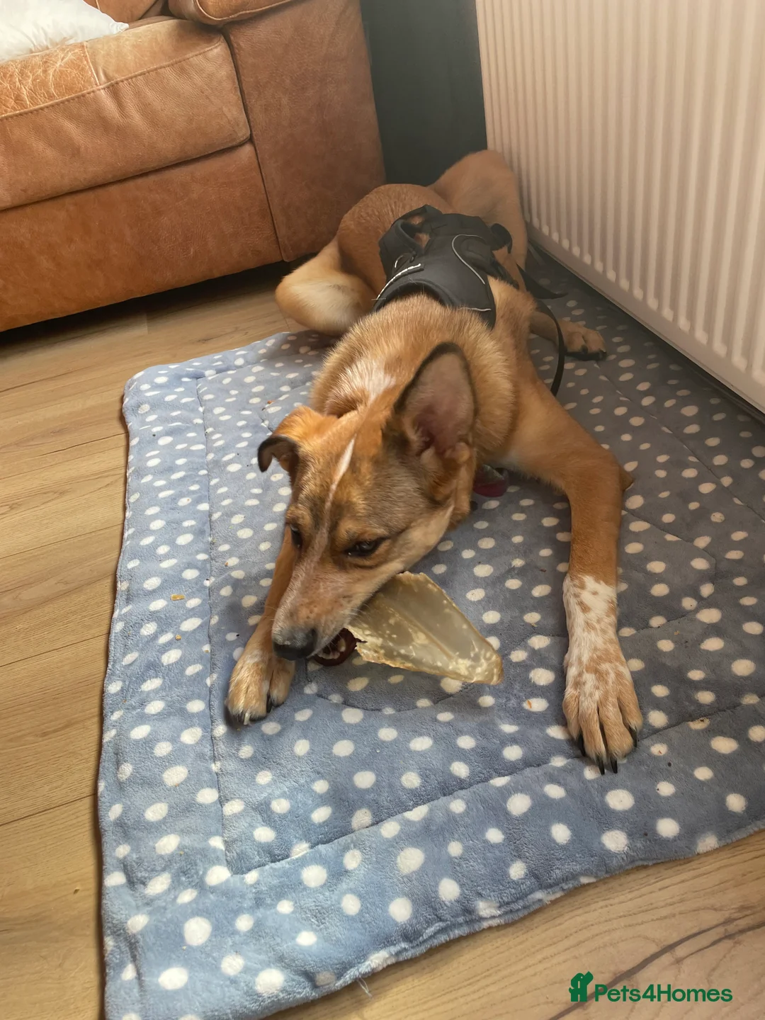 Mixed Breed dogs for sale: Beautiful mixed breed boy - Marley (rehome) - Advert 9