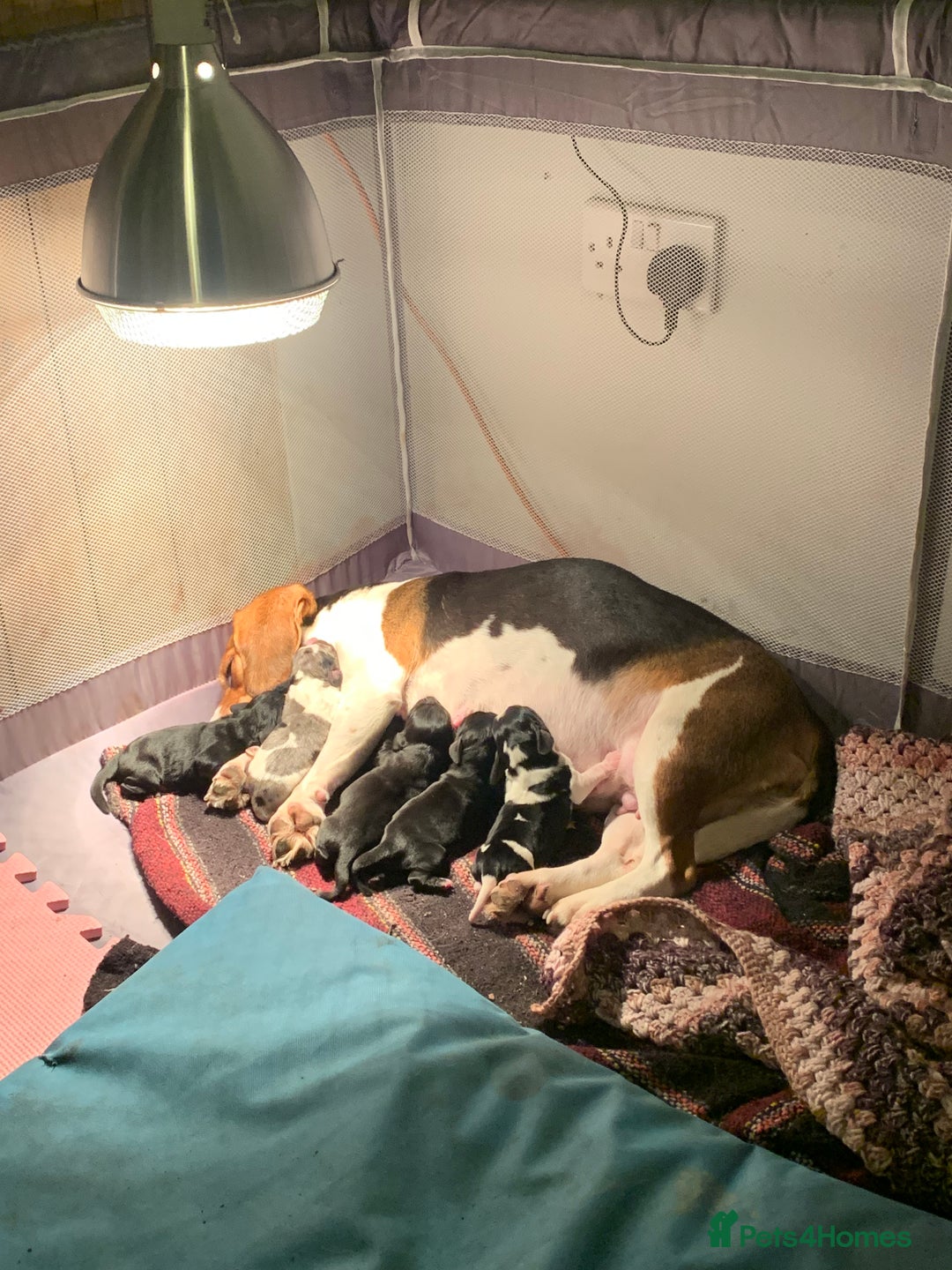 Bocker dogs for sale: Beagle x cocker - Advert 1