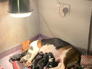 Bocker dogs Beagle x cocker - Advert 1