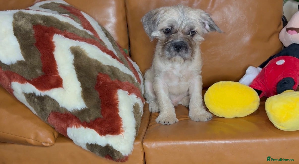 Mixed Breed dogs Pug Chinese crested x French bulldog x - Advert 3