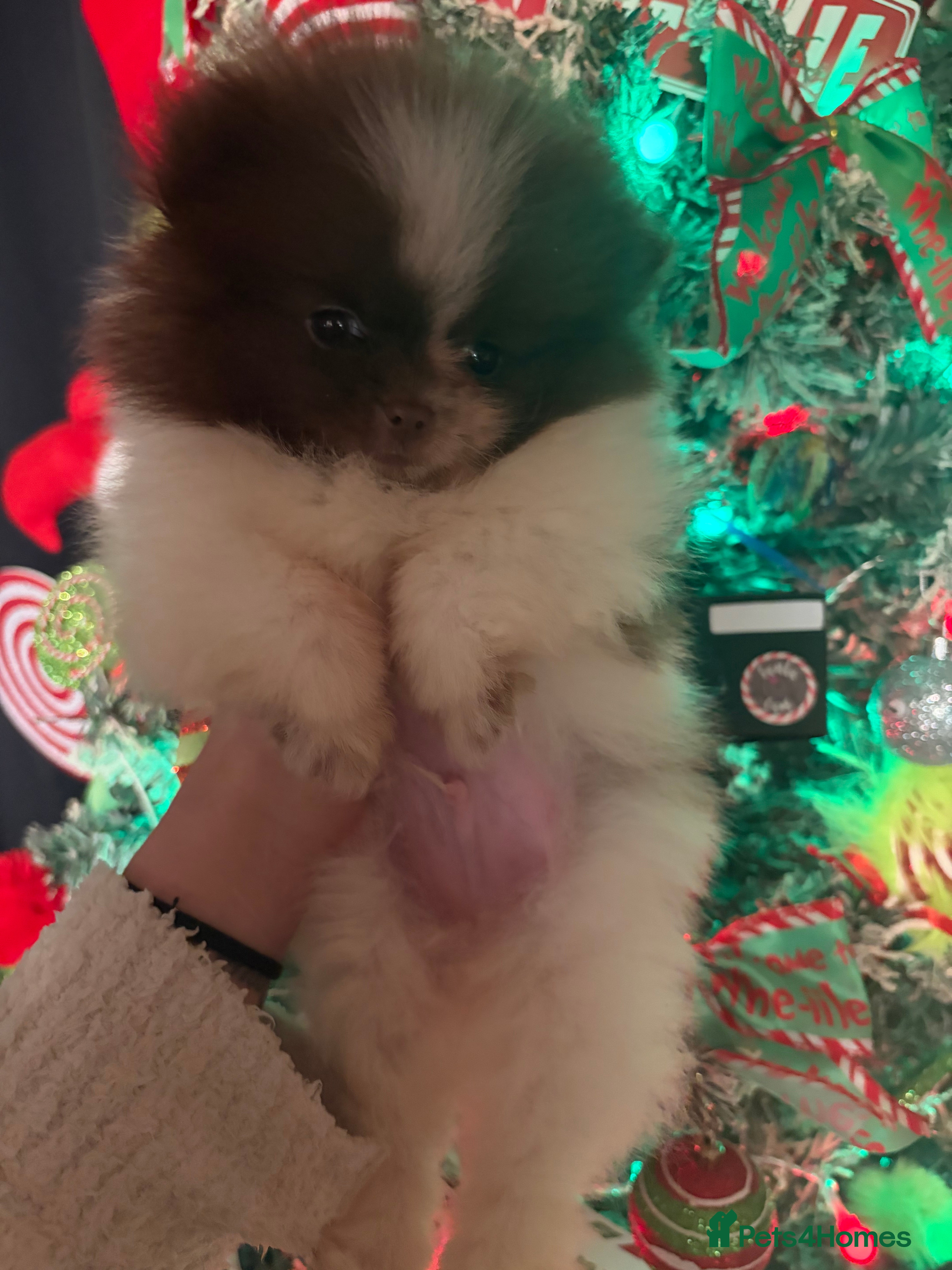 Pomeranian dogs Beautiful Merle Pomeranian - Advert 5