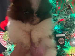 Pomeranian dogs Beautiful Merle Pomeranian - Advert 5