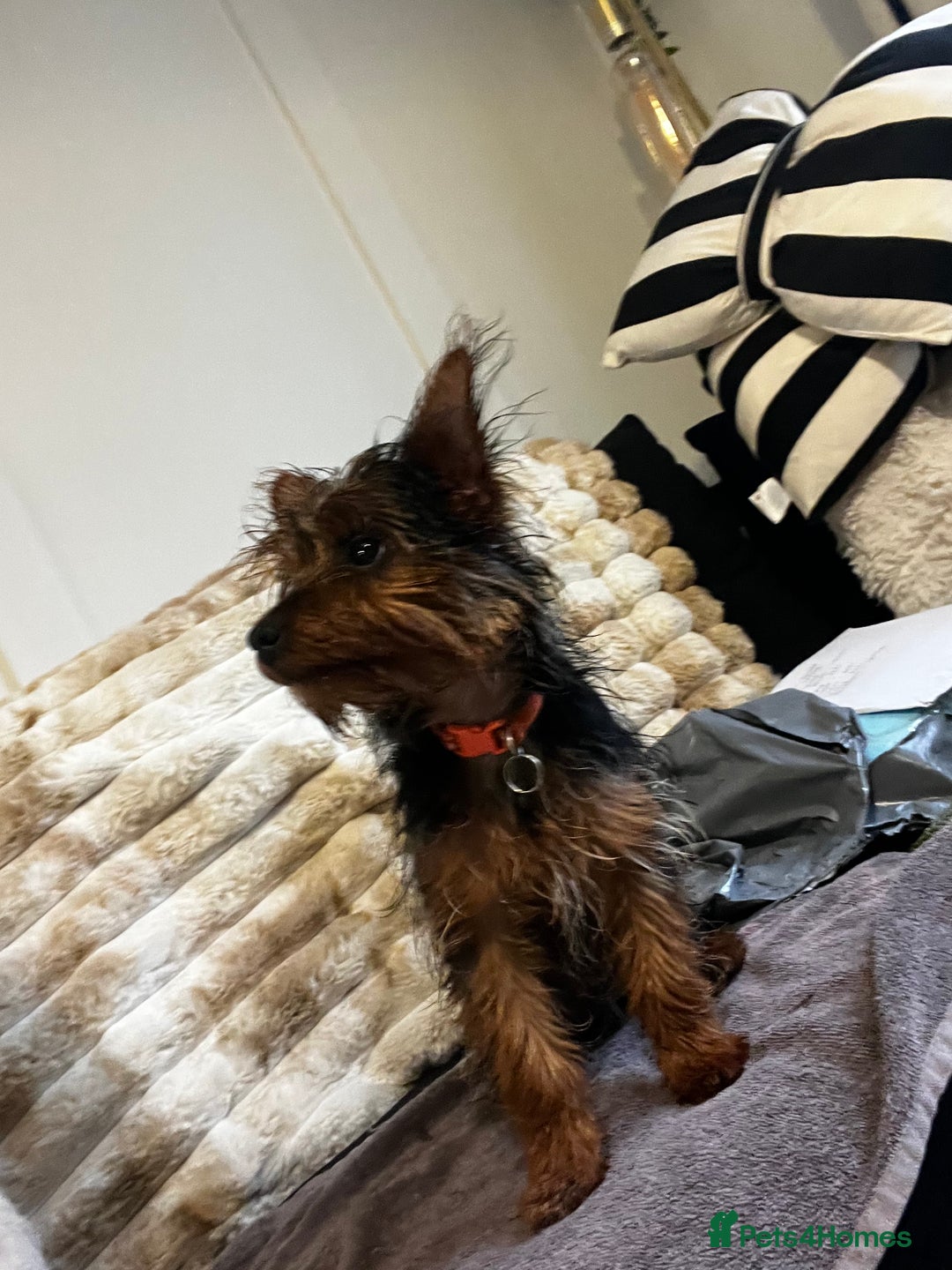 Yorkshire Terrier dogs for sale: Miniature female Yorkshire terrier - Advert 4