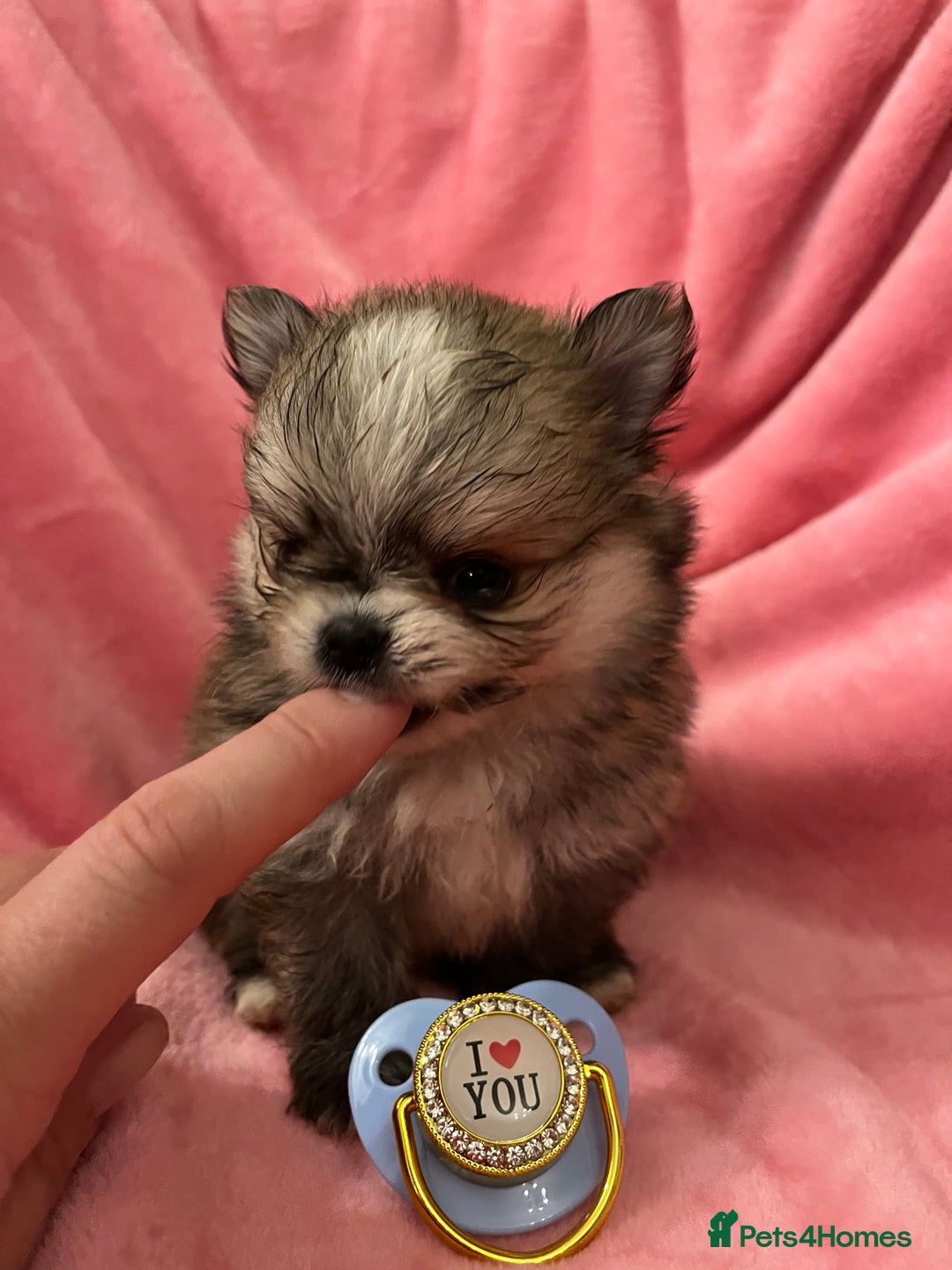 Pomchi dogs for sale: INCREDIBLE Thai/Korean pomchi READY 5th September  - Image 9