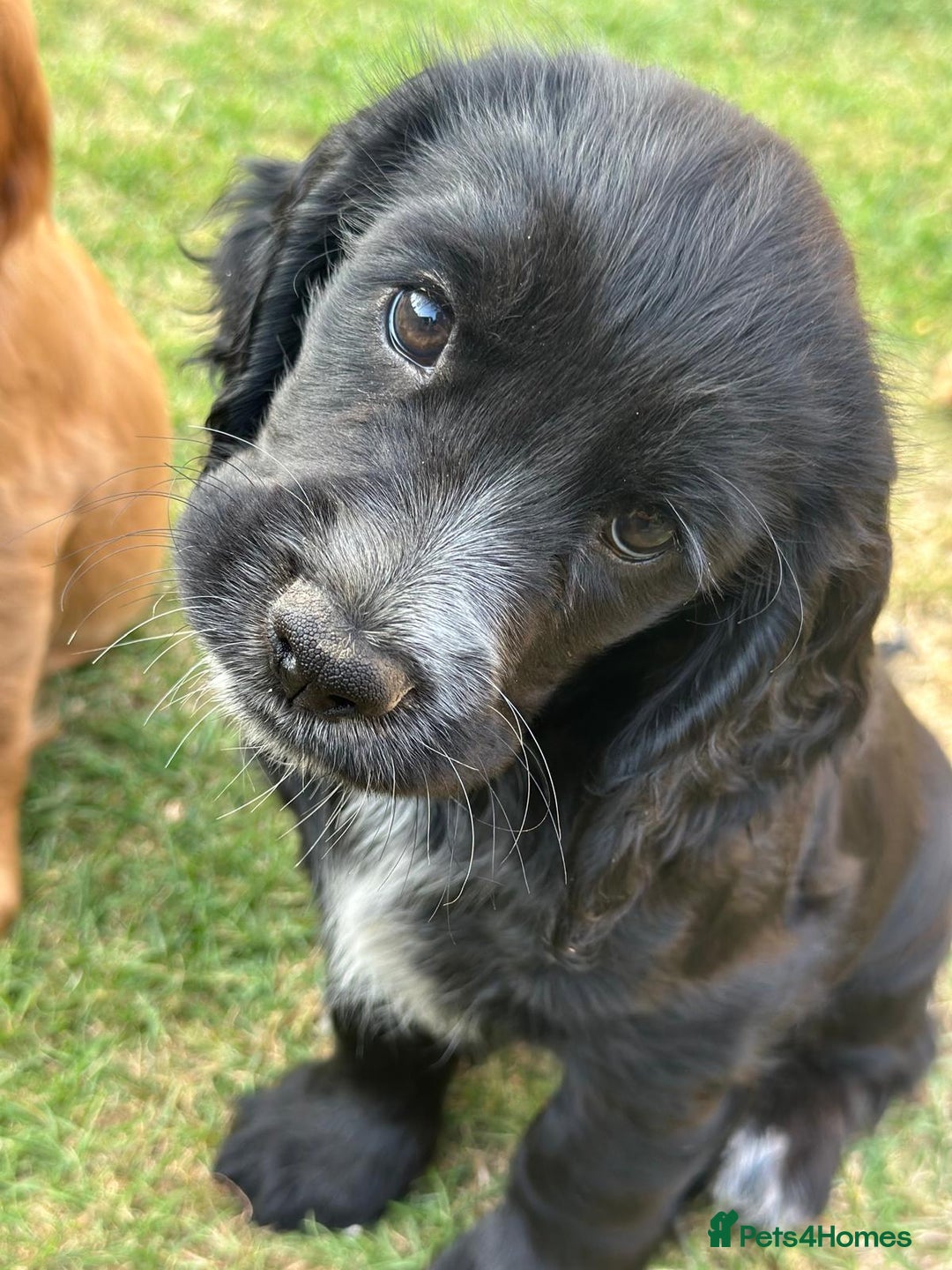 Cocker Spaniel dogs for sale: Stunning KC registered Working Cocker Spaniels  - Image 36