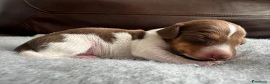 Dachshund Puppy 4