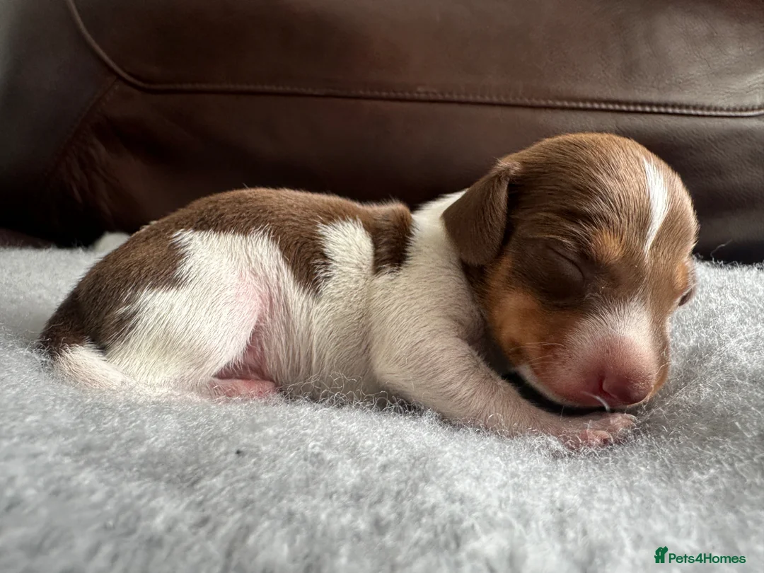 Dachshund dogs for sale: 5 Dachshund Puppies  - Advert 15