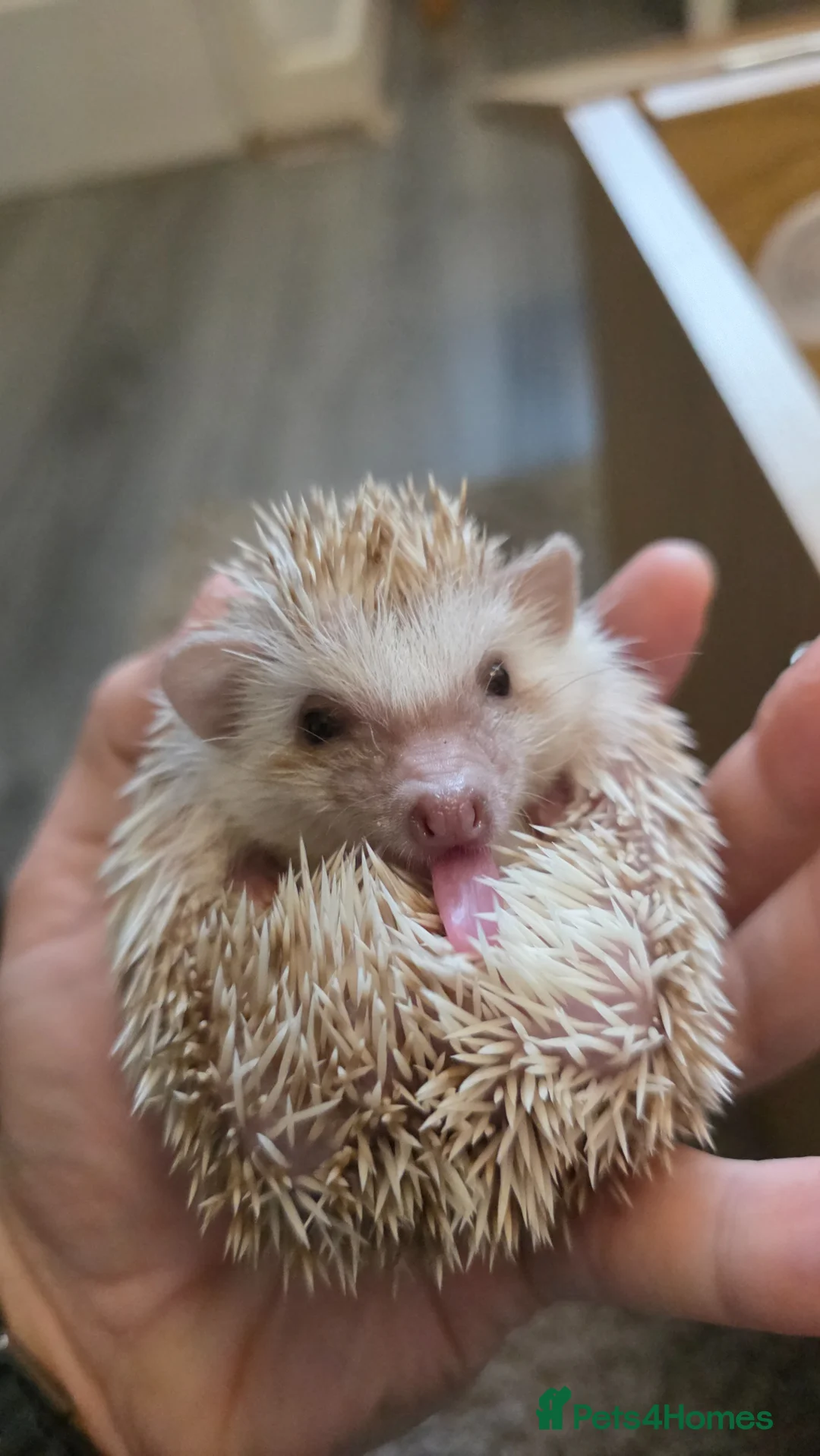Pygmy Hedgehog rodents for sale: African Pygmy hedgehogs ready to move - Advert 2