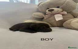 Shar Pei dogs for sale: 🔥 BEAUTIFUL SHARPEI PUPS 🔥  - Image 2