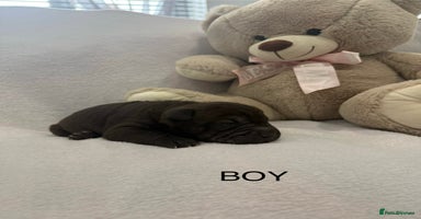 Shar Pei dogs - Advert 12