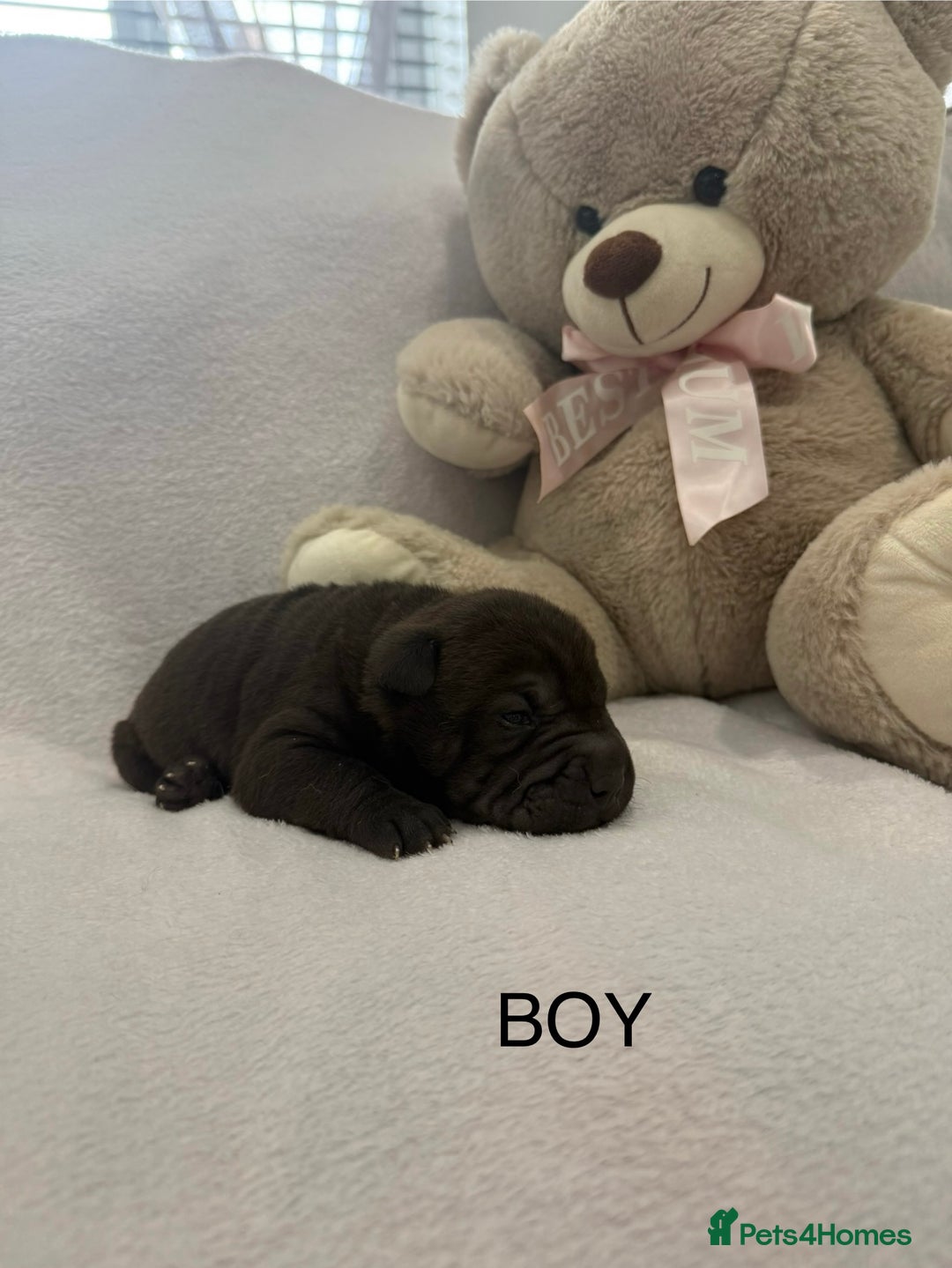 Shar Pei dogs for sale: 🔥 BEAUTIFUL SHARPEI PUPS 🔥  - Image 2