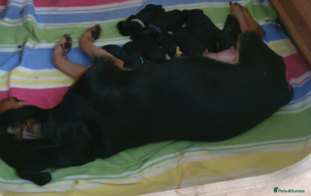 Mixed Breed dogs for sale: Rottweiler/Staffy x Sprocker - Advert 1