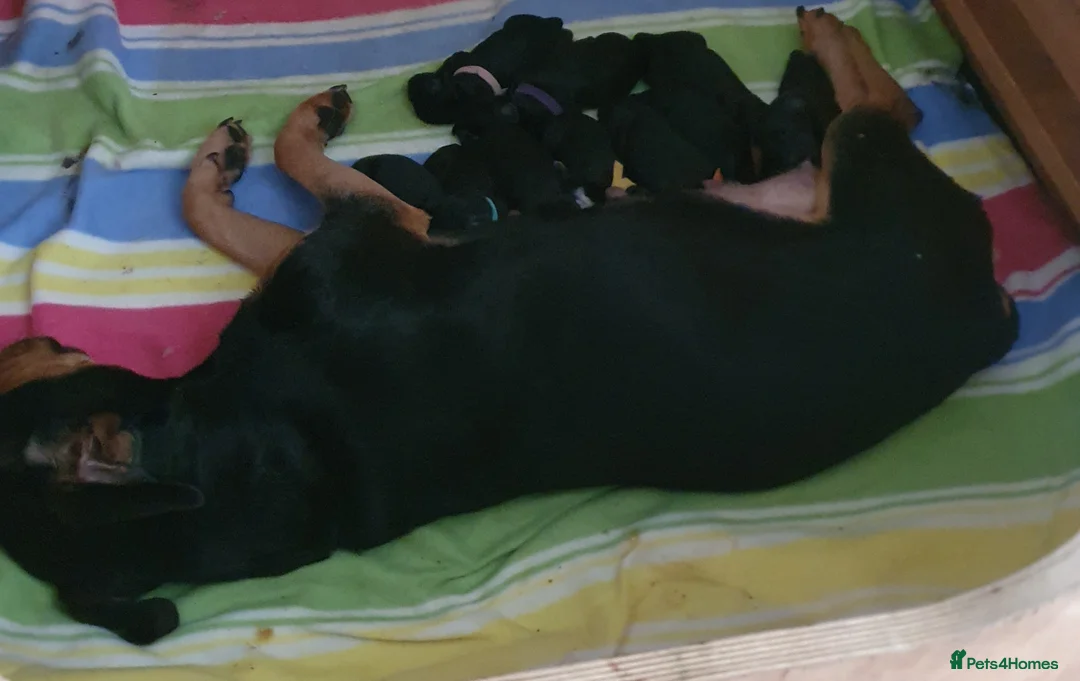 Mixed Breed dogs for sale: Rottweiler/Staffy x Sprocker - Advert 1