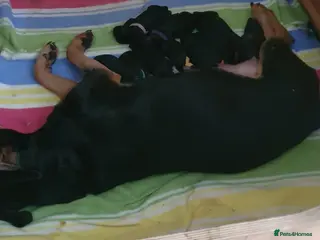 Mixed Breed dogs Rottweiler/Staffy x Sprocker - Advert 3