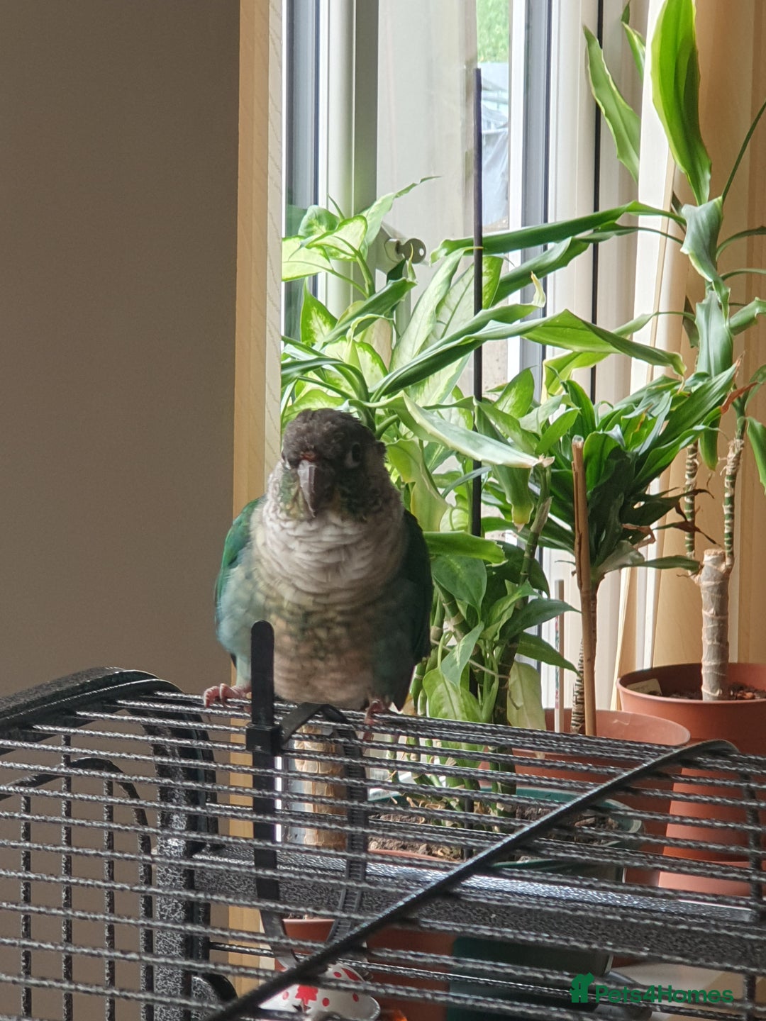 Conures birds for sale: Beautiful Blue Conure Parrot for Sale – 1 Year Old - Image 9