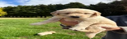 Golden Retriever dogs for sale: Beautiful chunky Golden Retriever puppies for sale in Welshpool - Advert 13