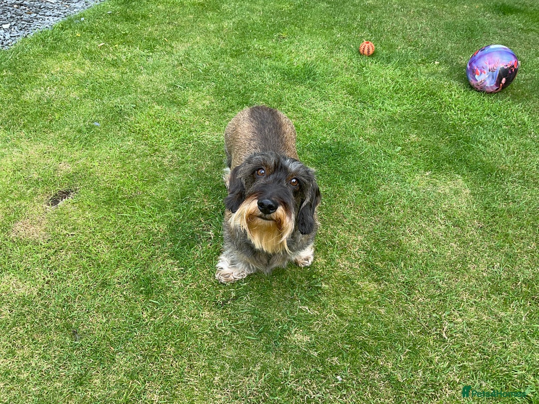 Dachshund dogs for sale: Standard Wirehaired Dacshund  - Image 1