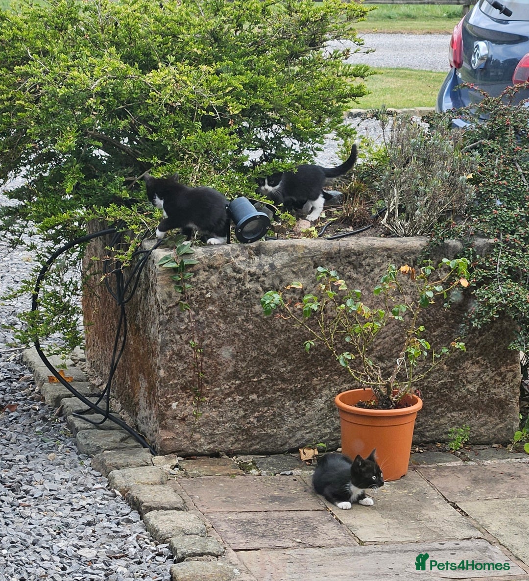Mixed Breed cats for sale: Farm kittens looking for homes - Image 5