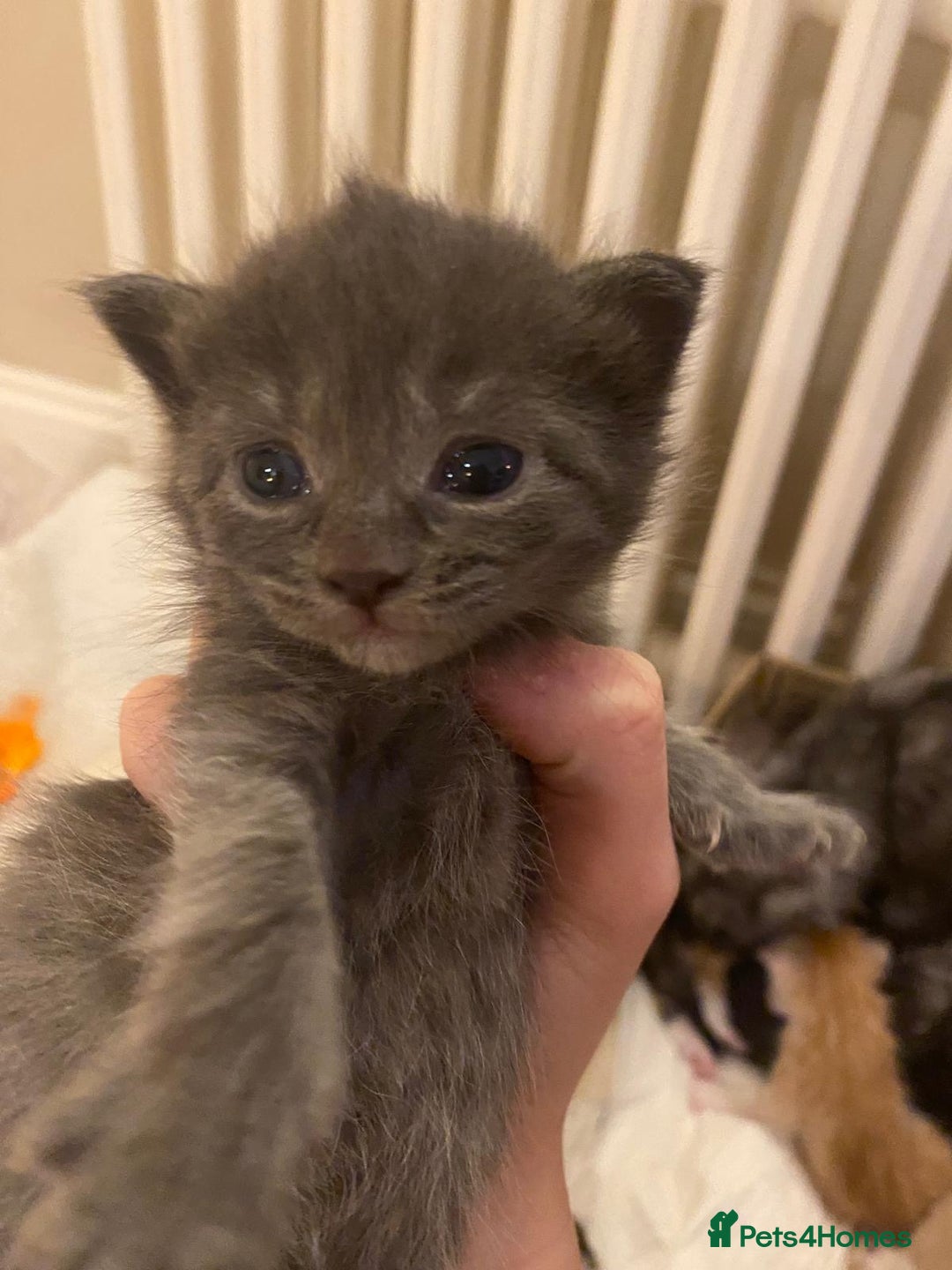 Maine Coon cats for sale: Maine Coon Cross kittens - Advert 6