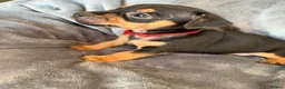 Jack Russell dogs for sale: Jack Russell puppies  - Advert 5