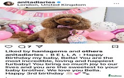 Cavapoochon dogs for sale: Amazing teddy Cavapoochons  - Image 9